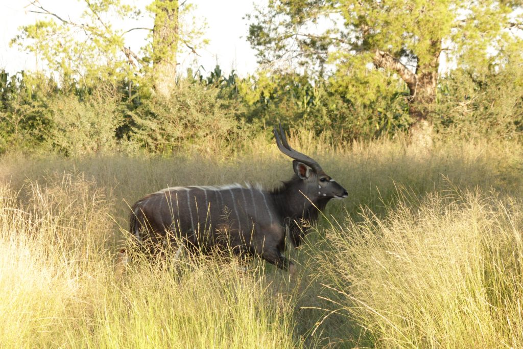 Wild Nyalas